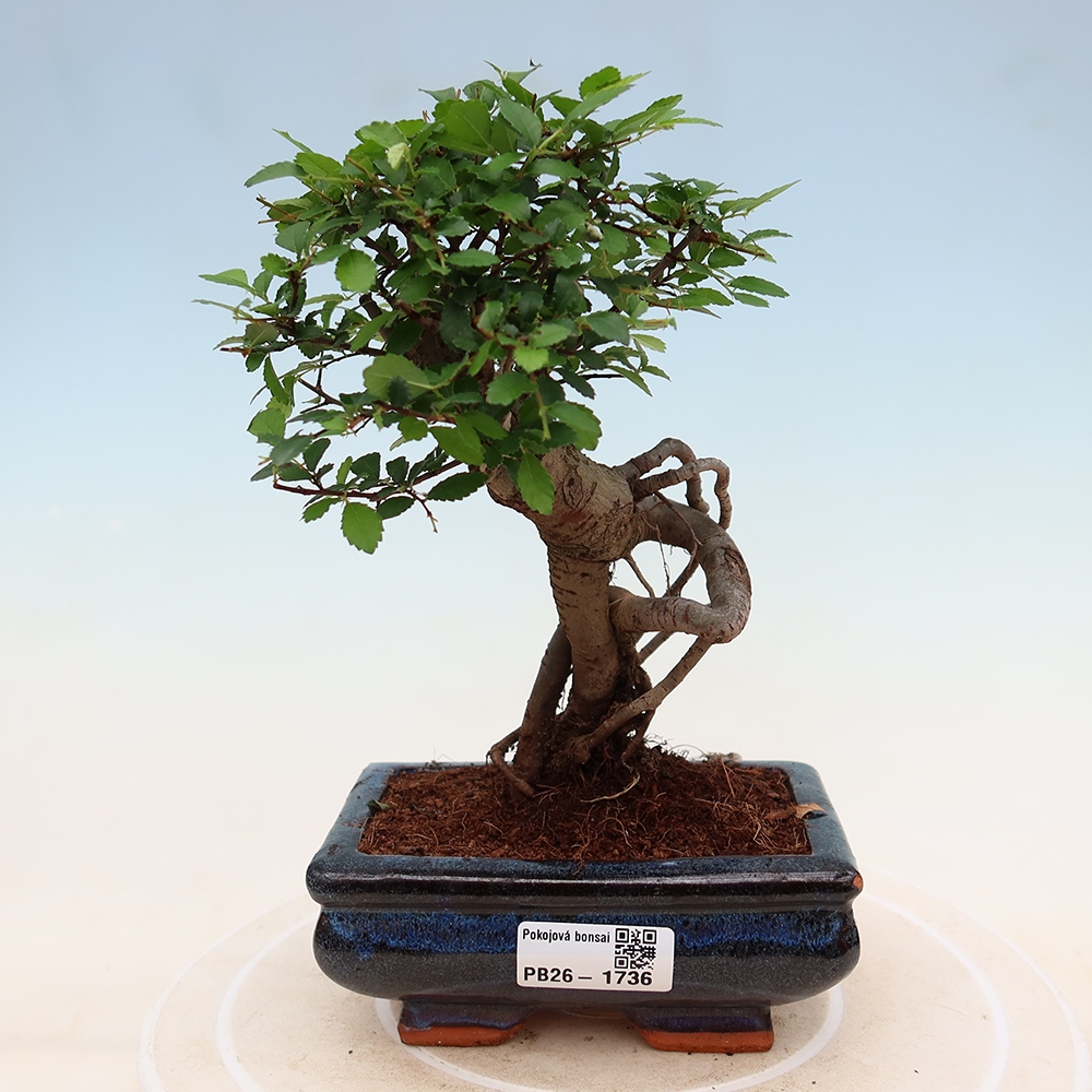 Room bonsai - Ulmus parvifolia - Small-leaved elm