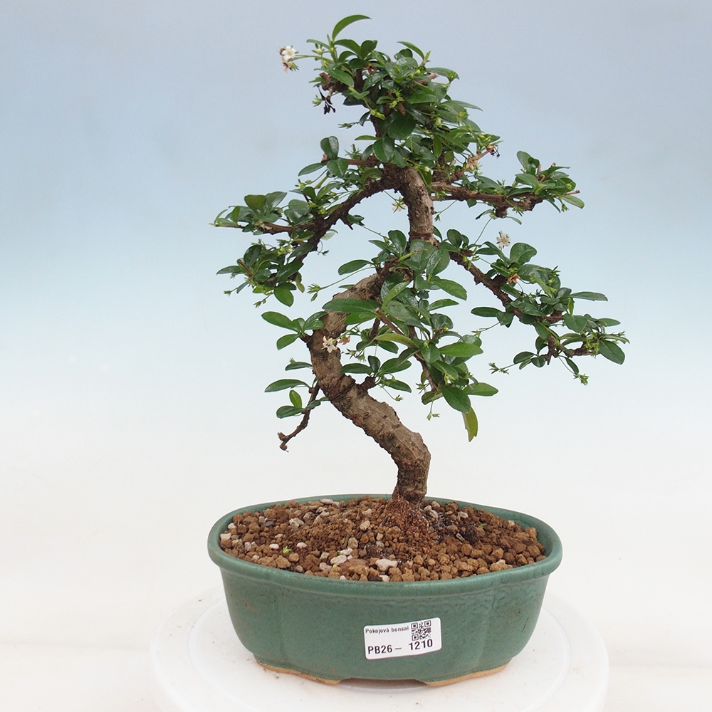 Room bonsai - Carmona macrophylla - Tea fuki