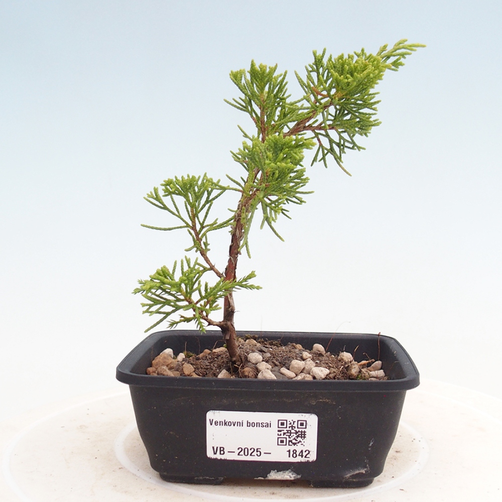 Outdoor bonsai - Juniperus chinensis Itoigawa - Chinese juniper