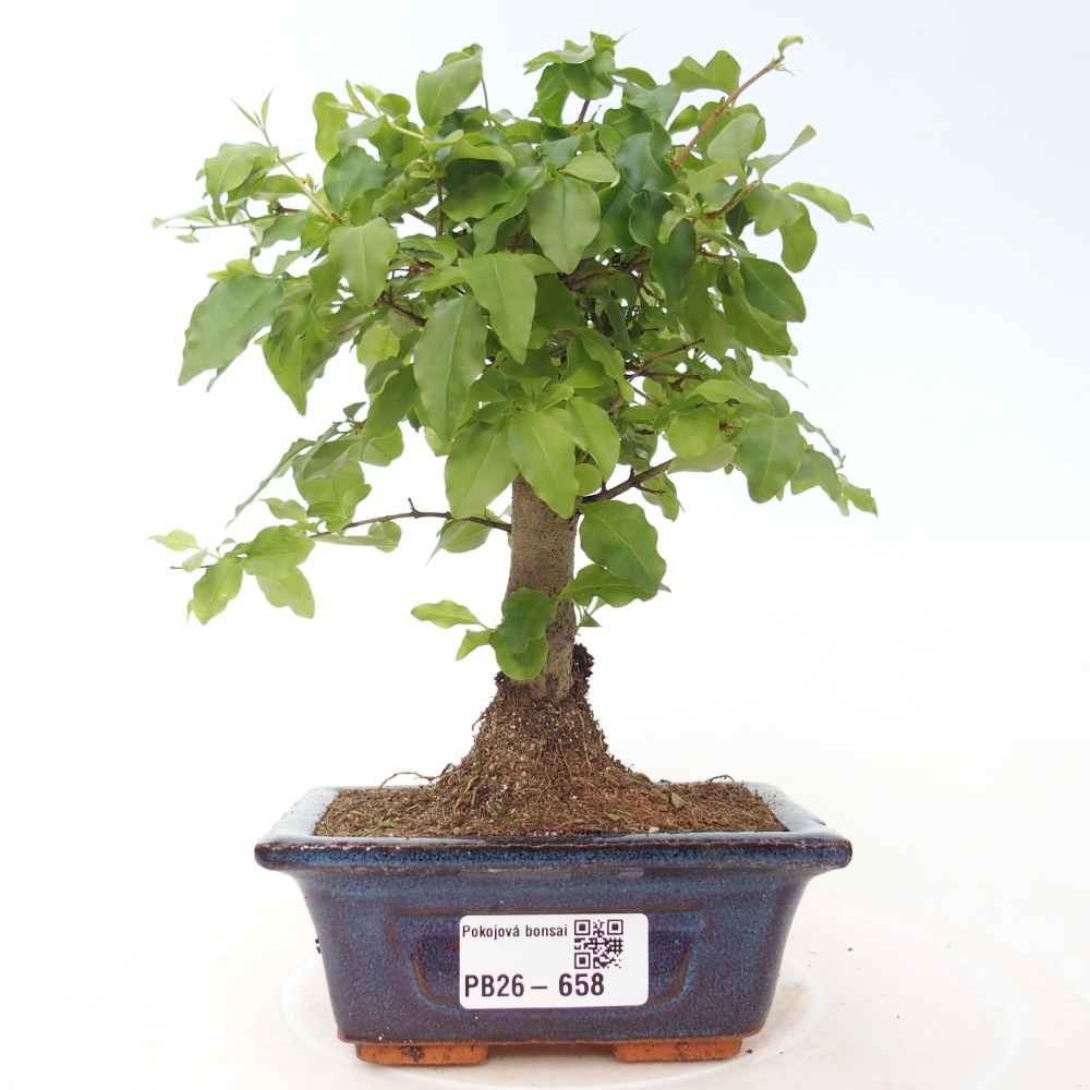 Room bonsai -Ligustrum chinensis - Birds Beak