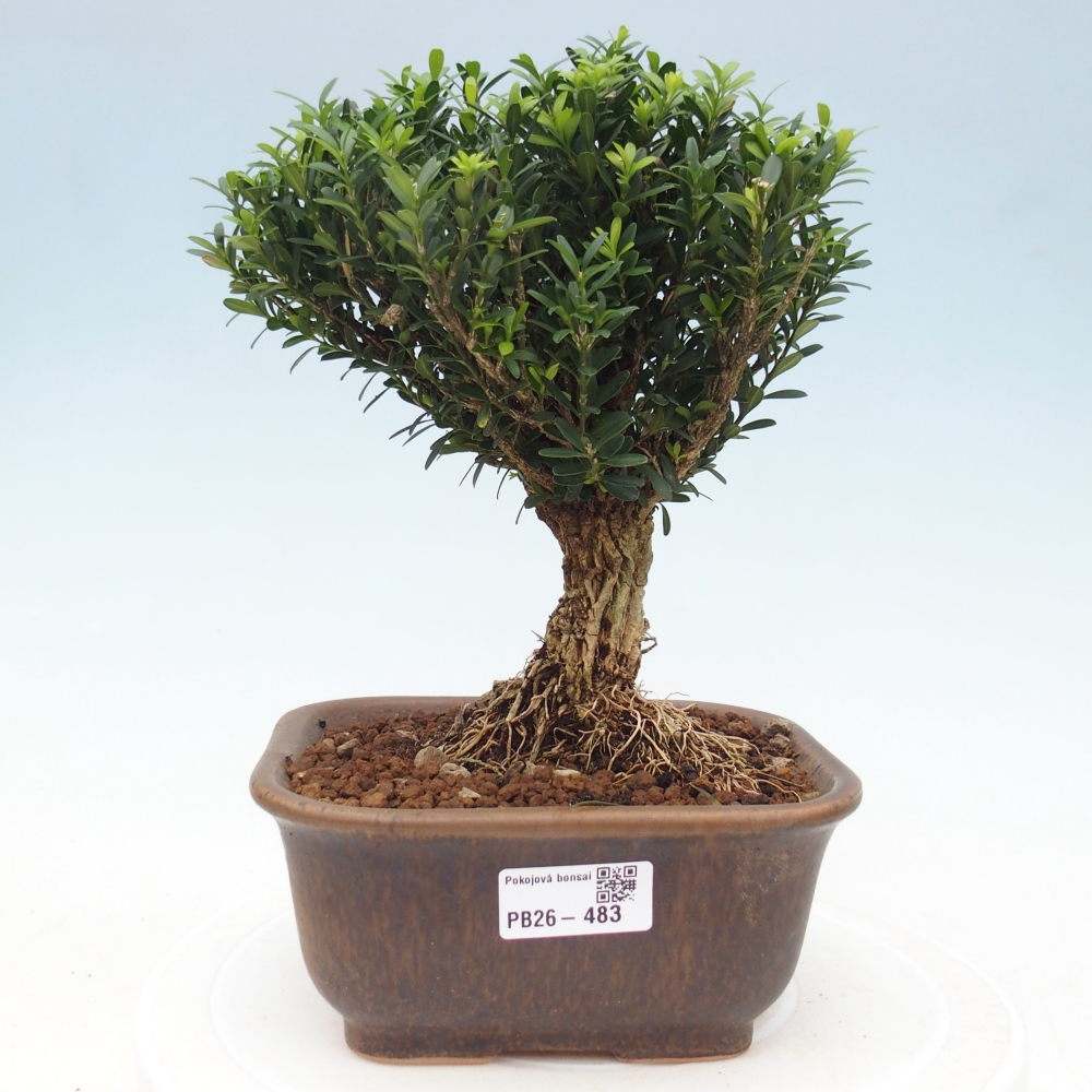 Room bonsai - Buxus harlandii - cork buxus
