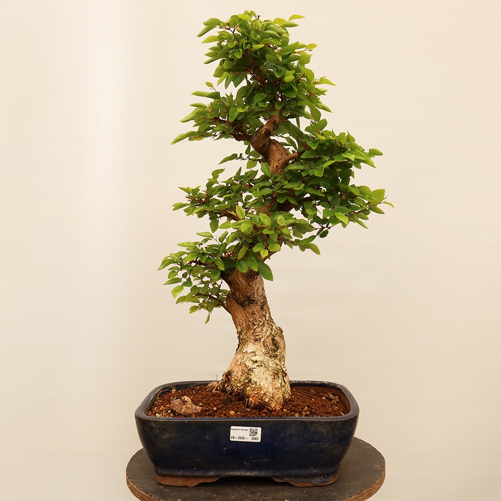 Outdoor bonsai - Carpinus Coreana - Korean hornbeam