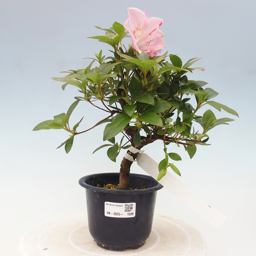 Outdoor bonsai - Japanese azalea - Azalea Saien