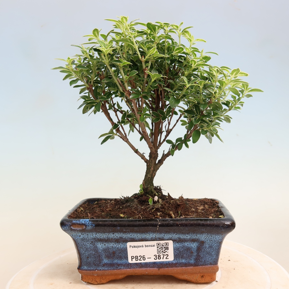 Indoor Bonsai - Serissa foetida Variegata - Tree of a Thousand Stars