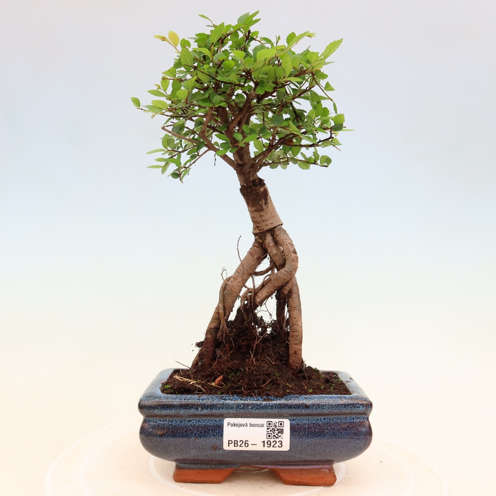 Room bonsai - Ulmus parvifolia - Small-leaved elm