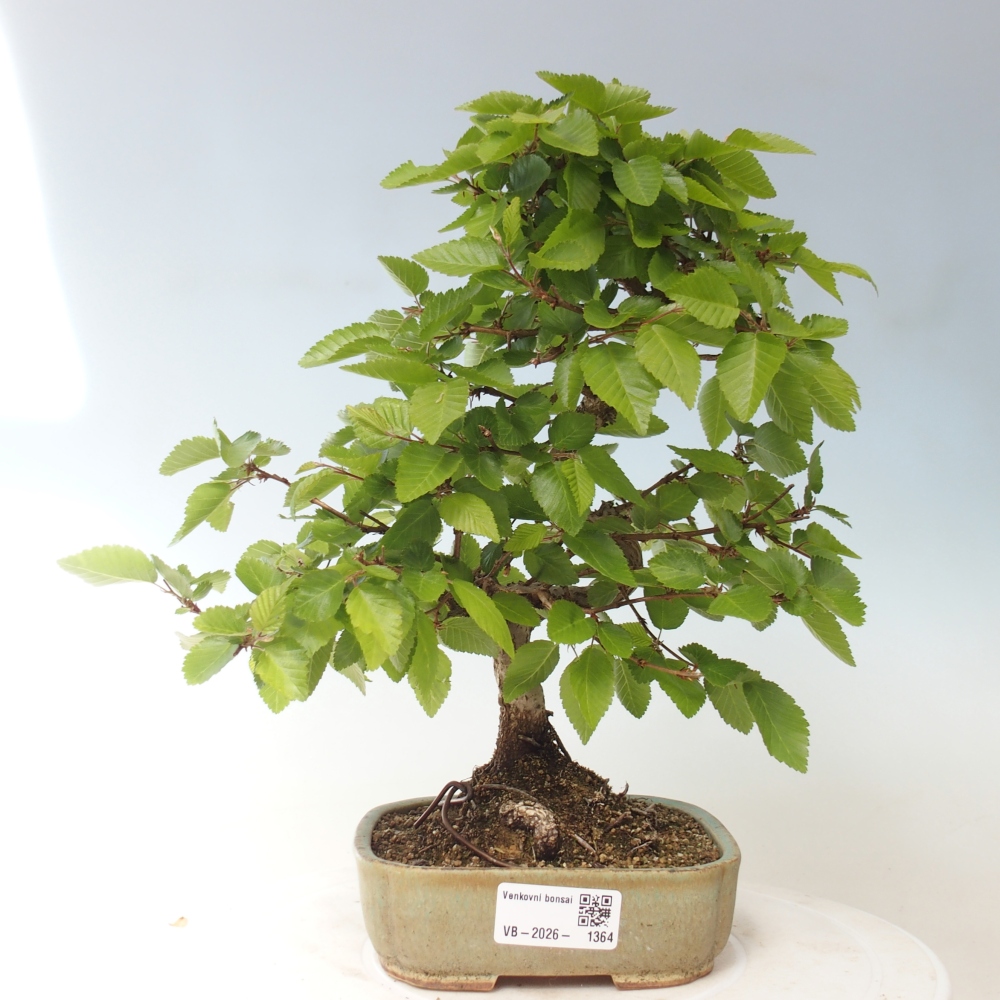 Outdoor bonsai -Carpinus CARPINOIDES - Korean Hornbeam
