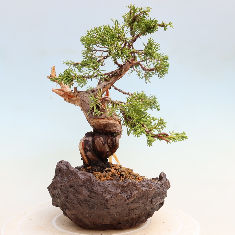Outdoor Bonsai - Juniperus chinensis Itoigawa - Chinese Juniper