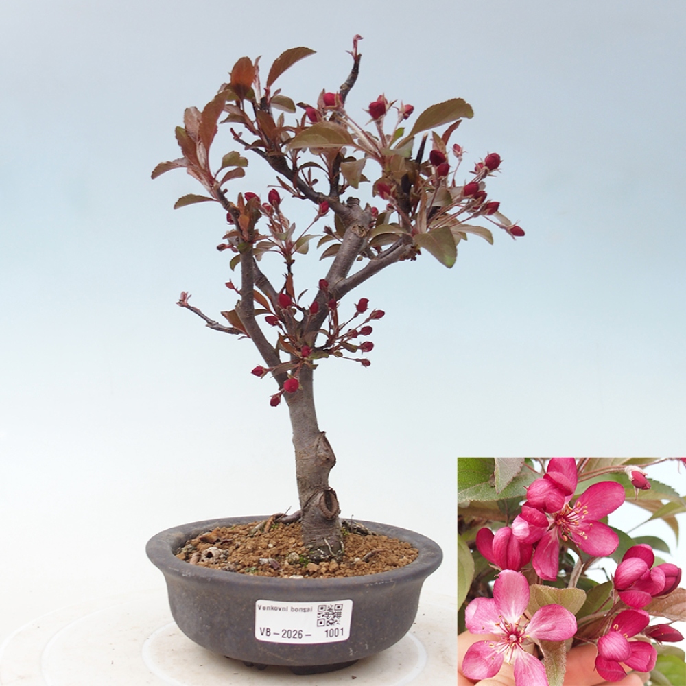 Outdoor bonsai -Malus domestica - Small-fruited red-leaved apple tree