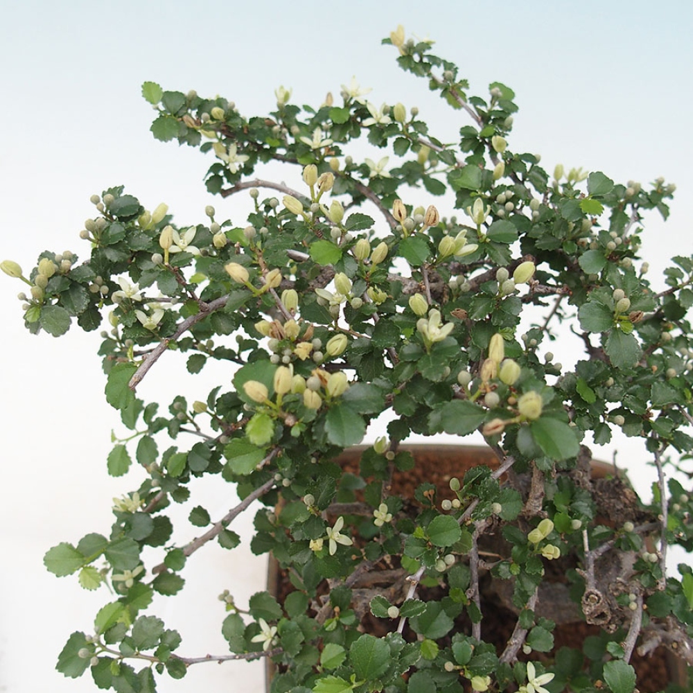 Indoor bonsai - Grewia sp. - Small-leaved Grewie