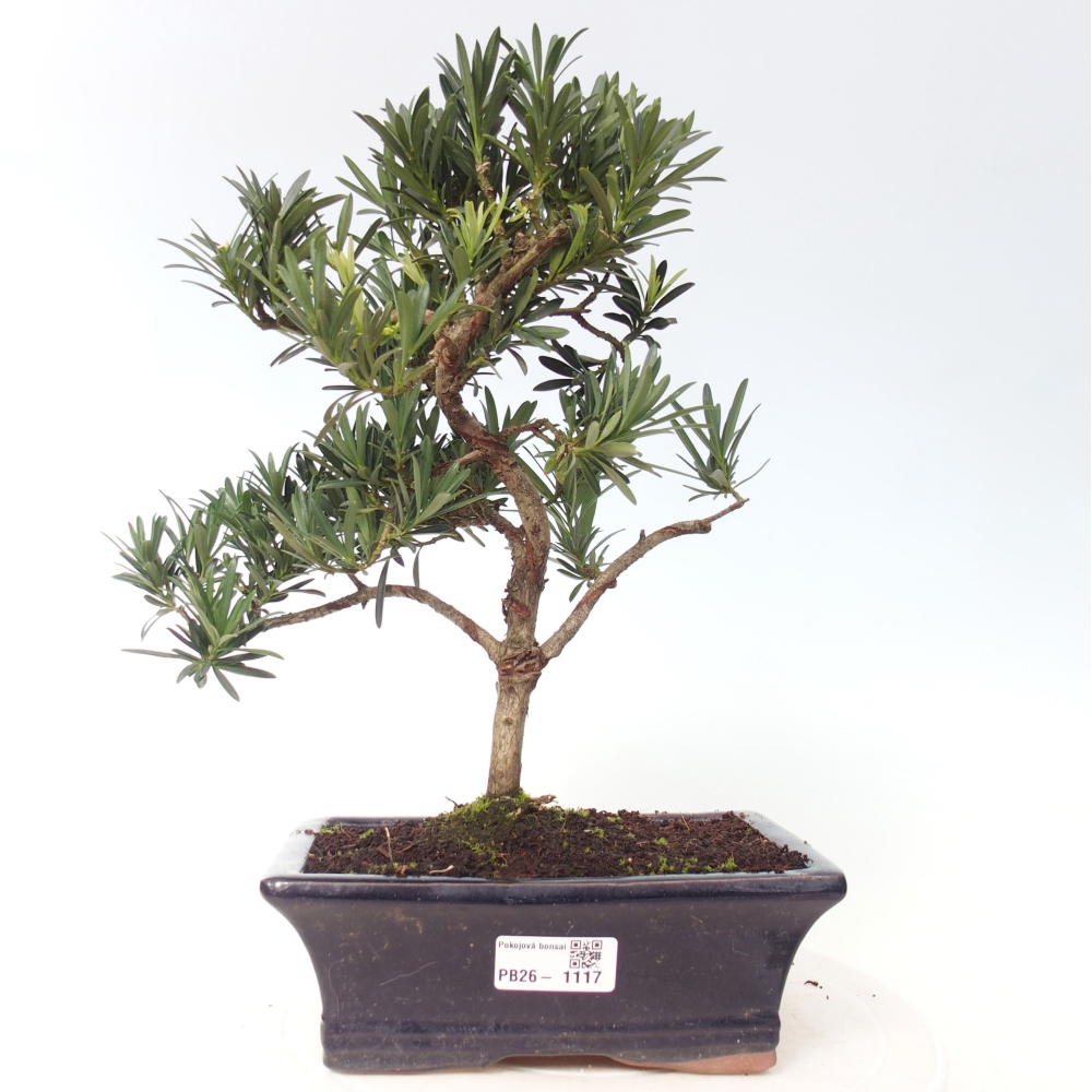 Room bonsai - Podocarpus - Stone Yew