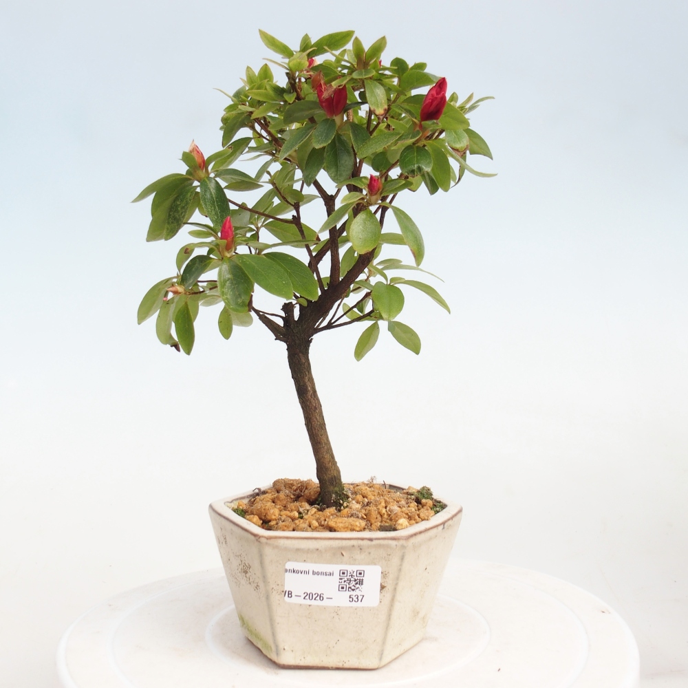 Outdoor bonsai - Japanese azalea - Azalea sp.