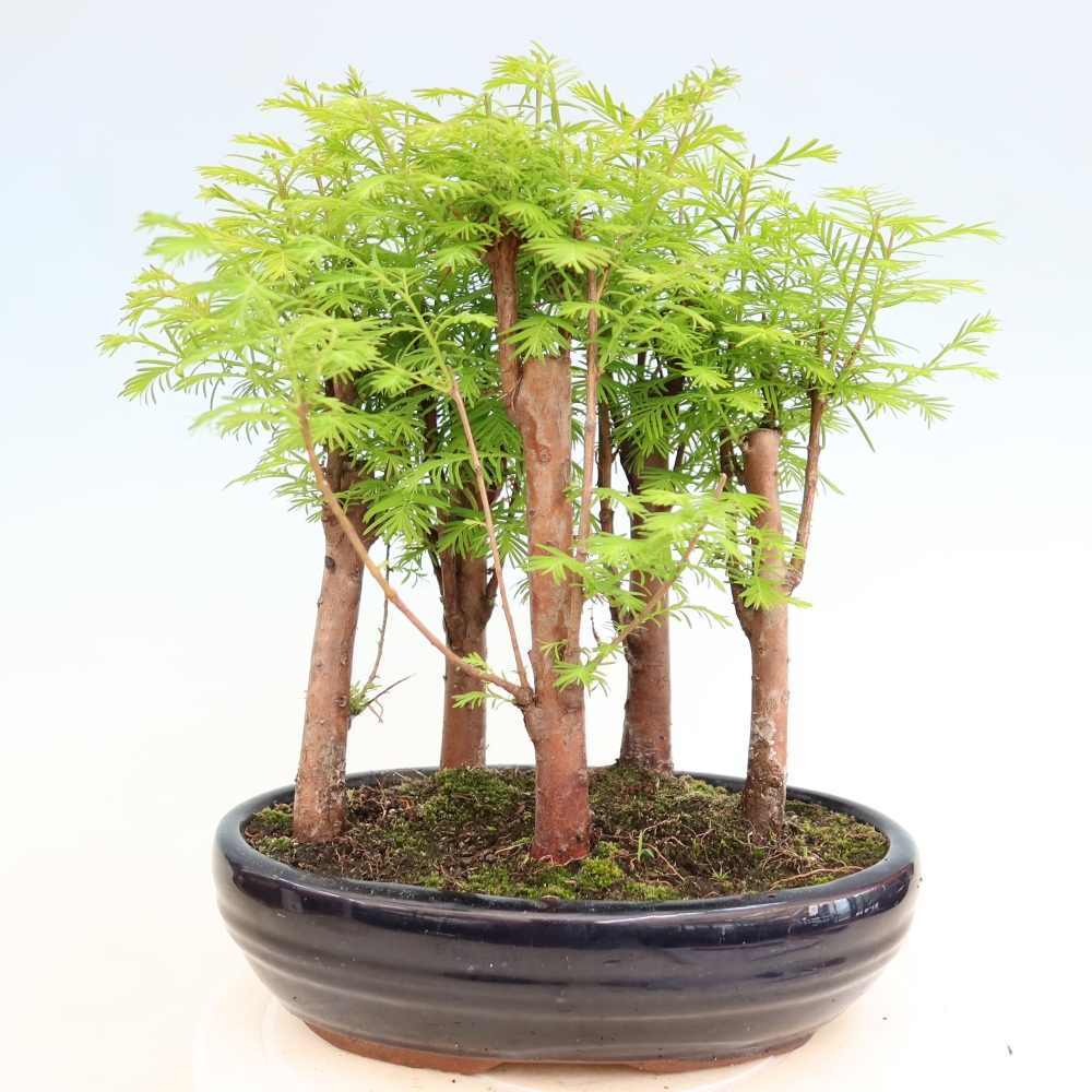 Outdoor Bonsai - Metasequoia glyptostroboides - Chinese Metasequoia - Grove