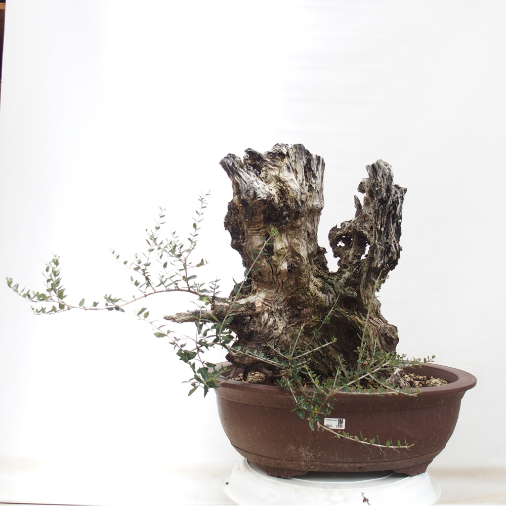 Indoor bonsai - Olea europaea sylvestris - European small-leaved olive oil