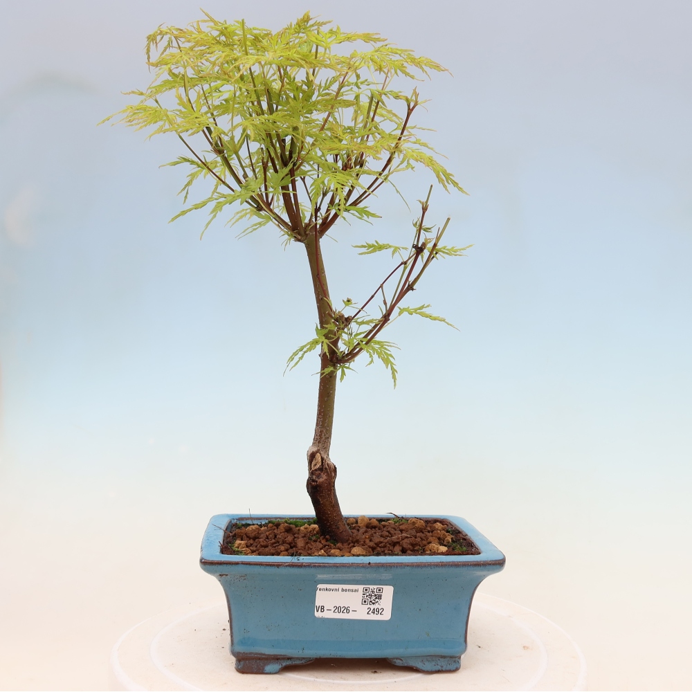 Outdoor bonsai - Acer palmatum Dissectum - Japanese Maple 