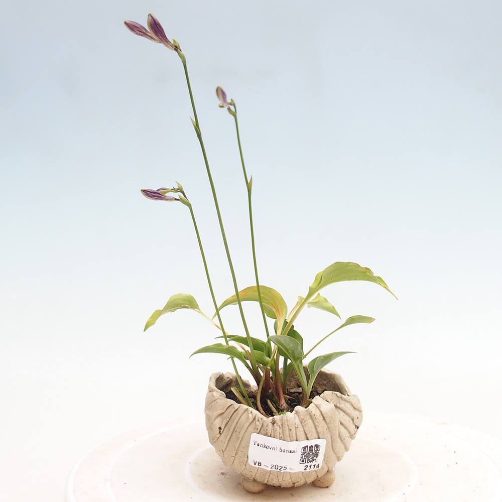 Outdoor bonsai - Mini Hosta - Goddess