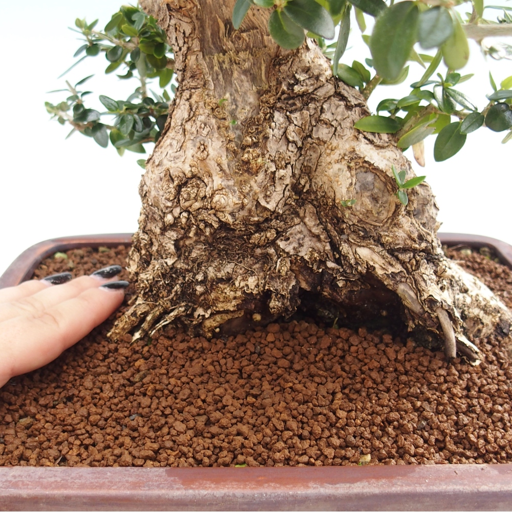 Indoor bonsai - Olea europaea sylvestris - European small-leaved olive oil