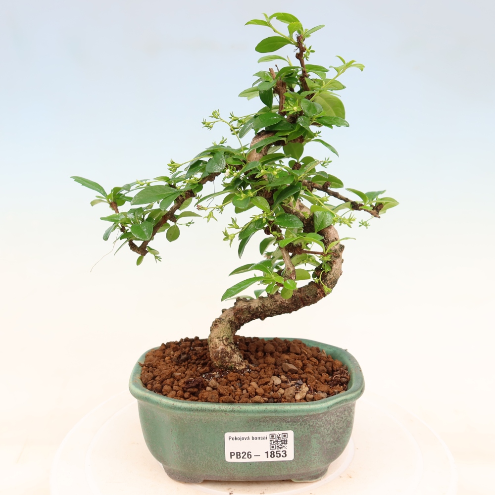 Room bonsai - Carmona macrophylla - Tea fuki