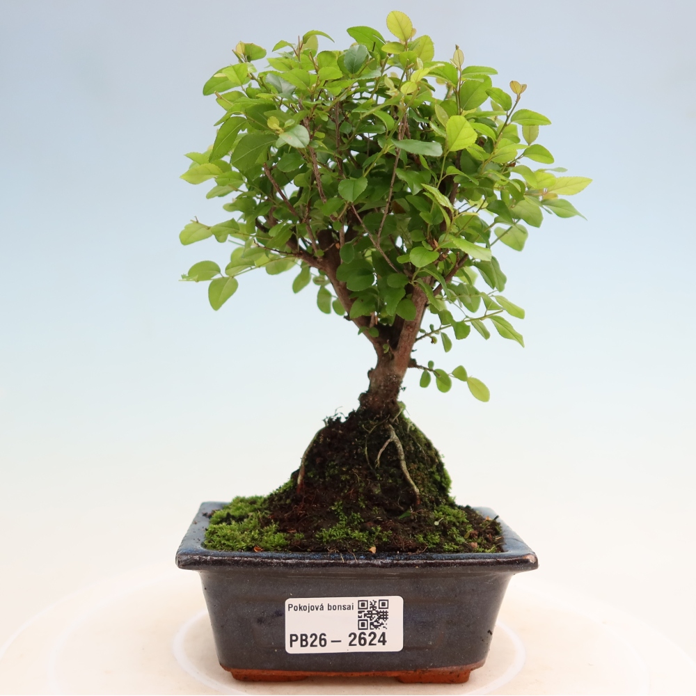 Room bonsai - Sageretia thea - Sageretia thea