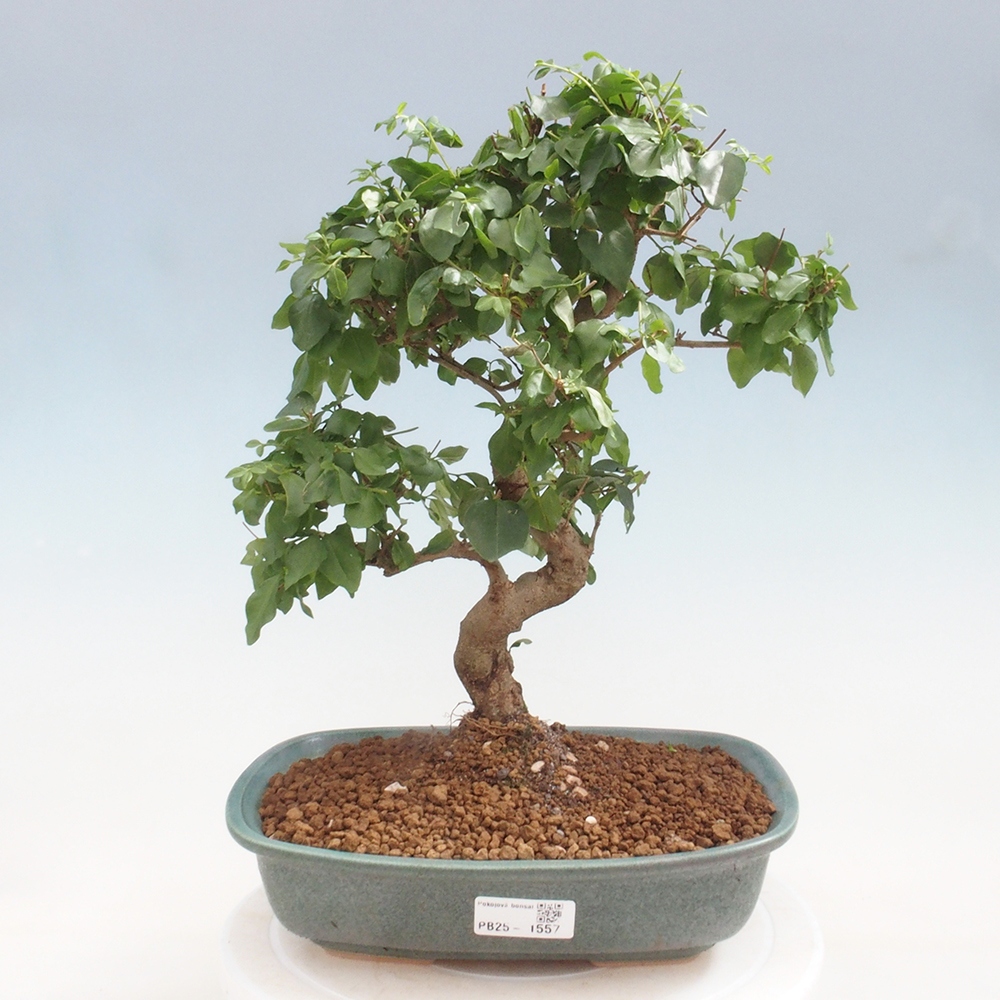 Room bonsai -Ligustrum chinensis - privet