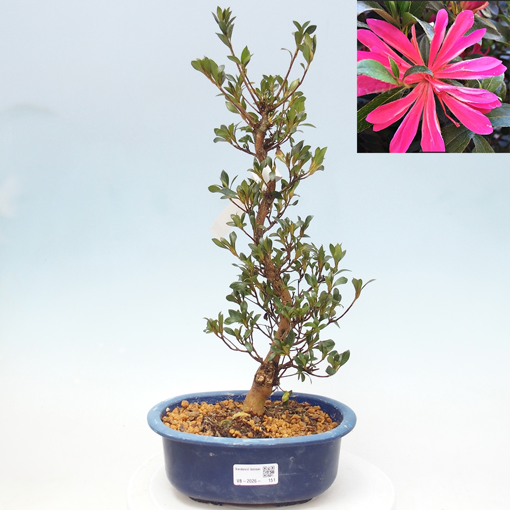 Outdoor bonsai - Japanese Azalea - Azalea HANABIN