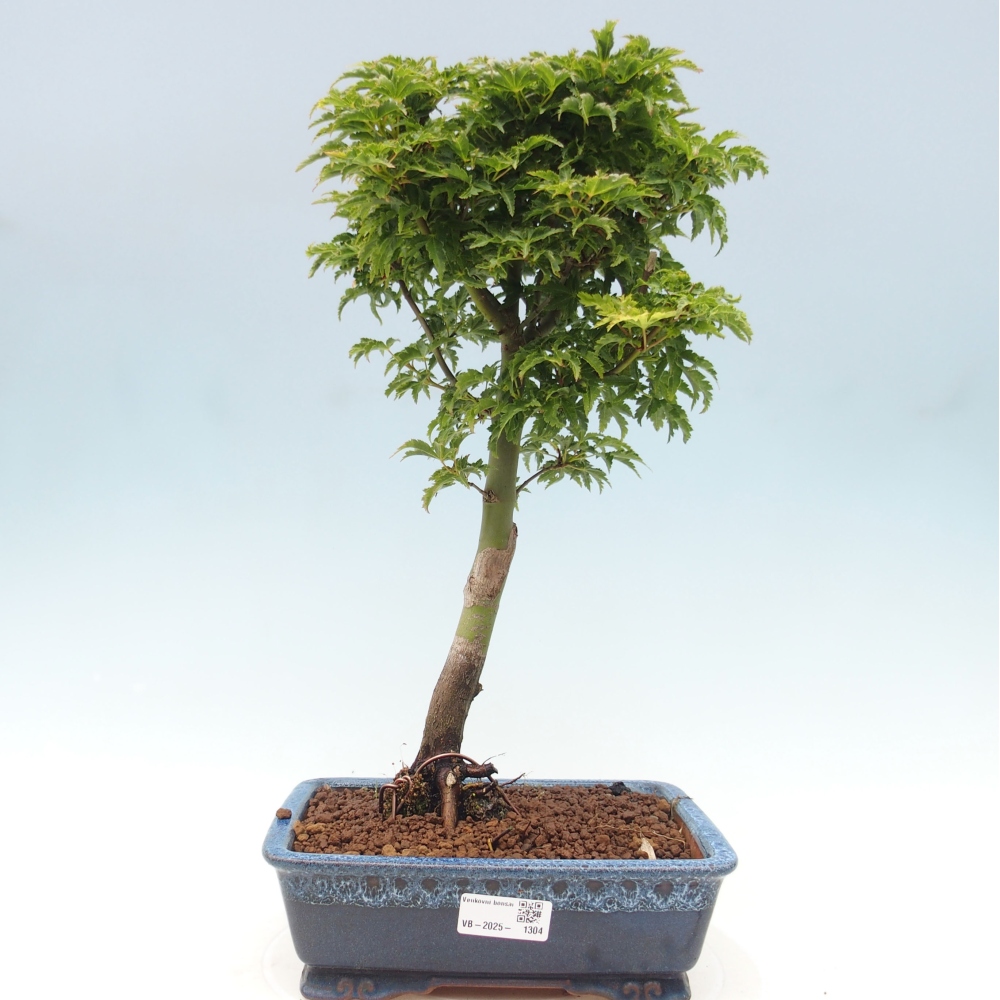 Outdoor bonsai - Acer palmatum Shishigashira maple