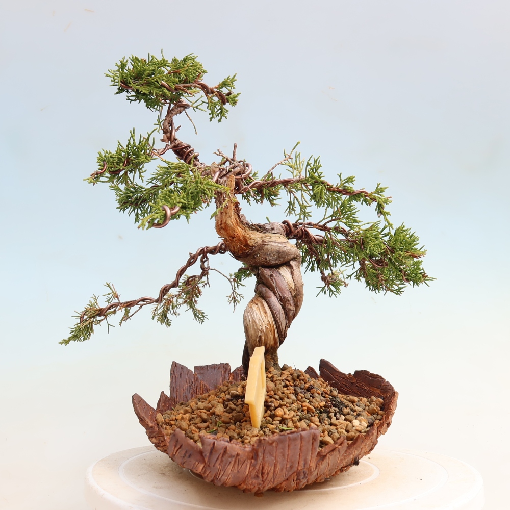 Outdoor Bonsai - Juniperus chinensis Itoigawa - Chinese Juniper