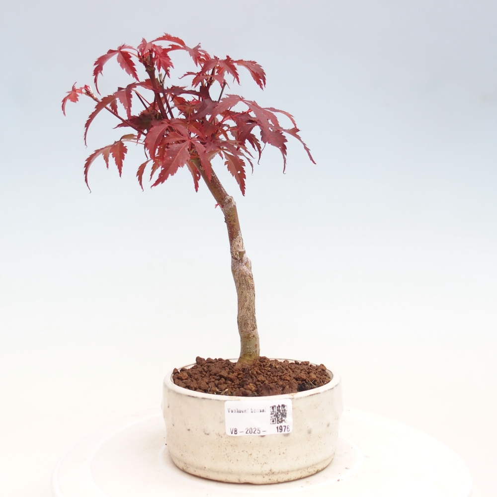 Outdoor bonsai - Acer palm. Atropurpureum-Palmleaf Maple