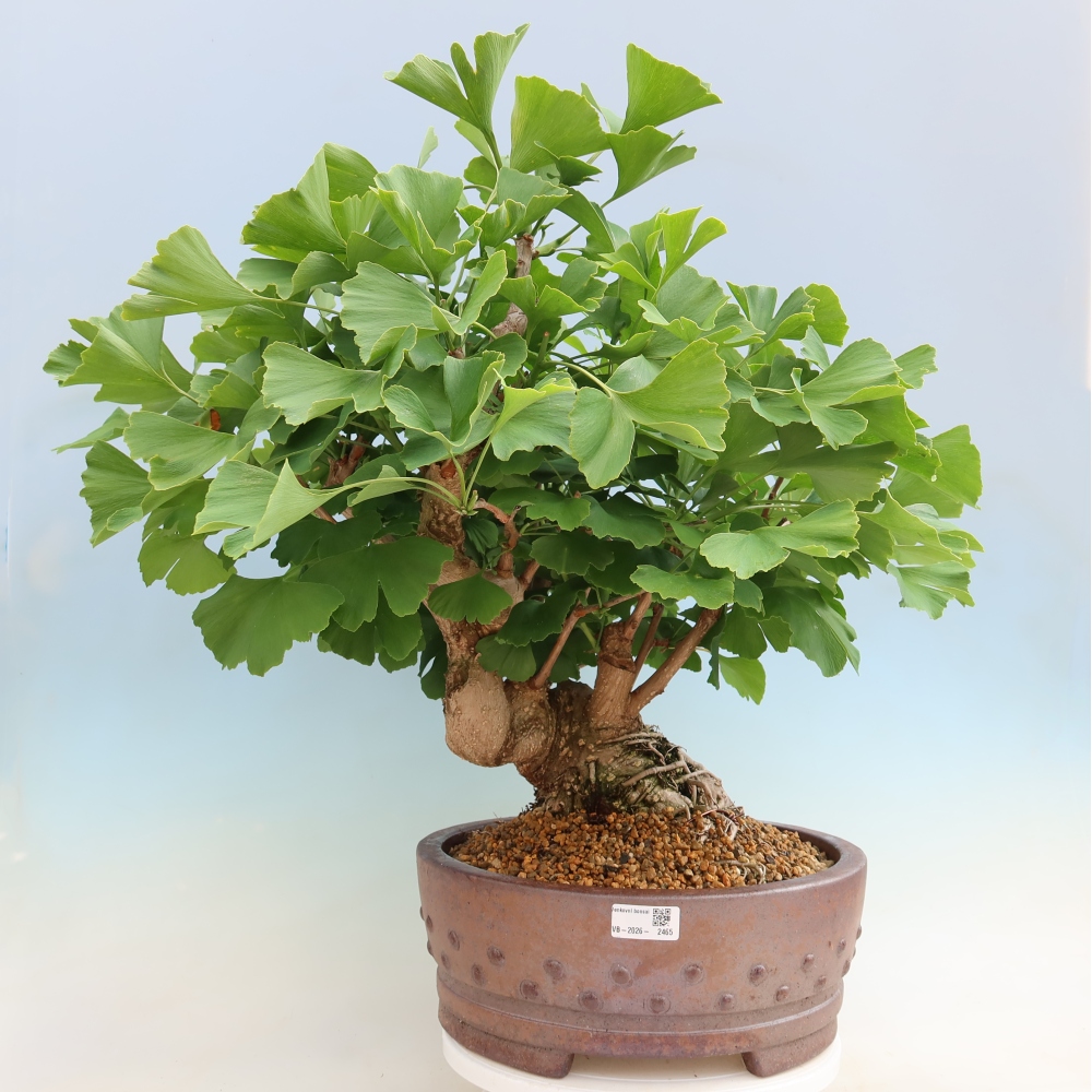 Outdoor bonsai - Ginkgo biloba - Ginkgo biloba