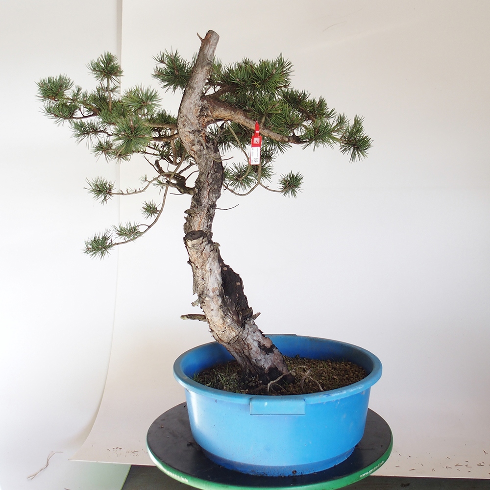 Yamadori - Pinus sylvestris Spain