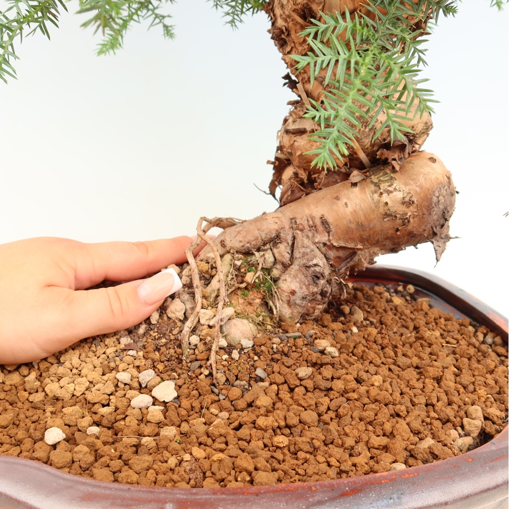 Indoor Bonsai - Araucaria - Indoor Spruce