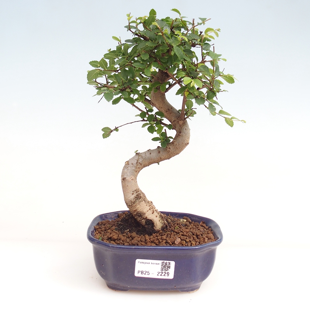 Room Malolistý elm bonsai