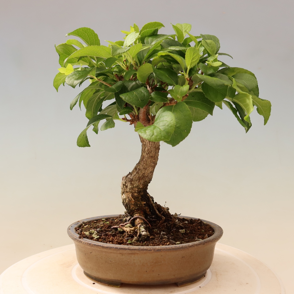 Outdoor bonsai - Celastrus orbiculatus