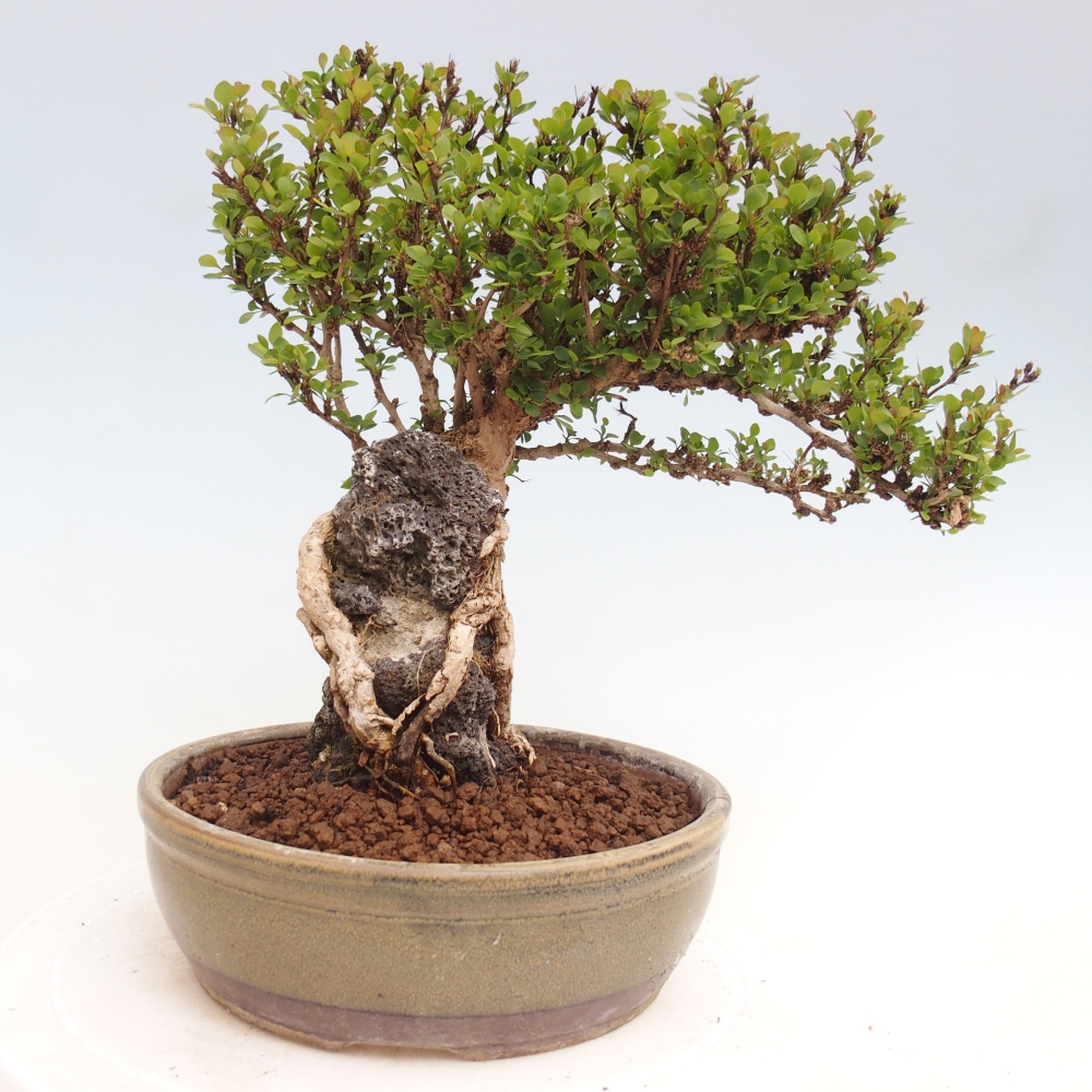 Outdoor bonsai - Berberis coreana