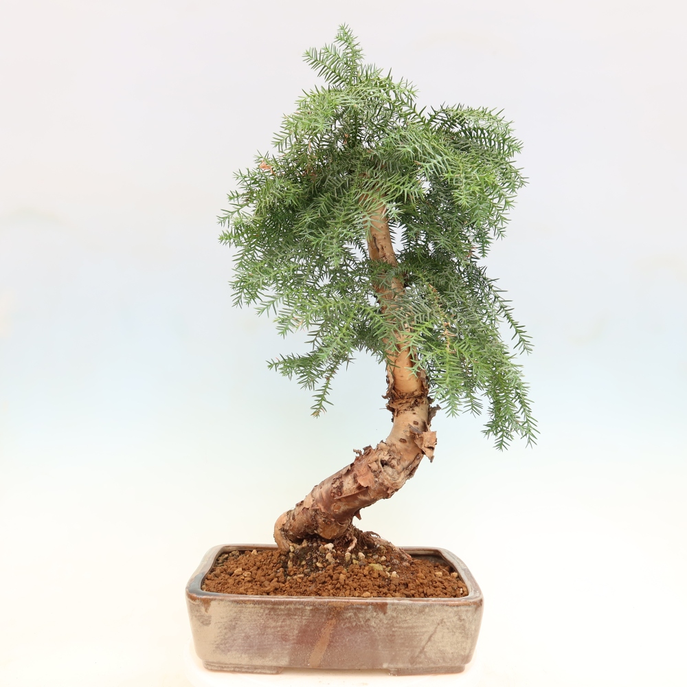 Indoor Bonsai - Araucaria - Indoor Spruce