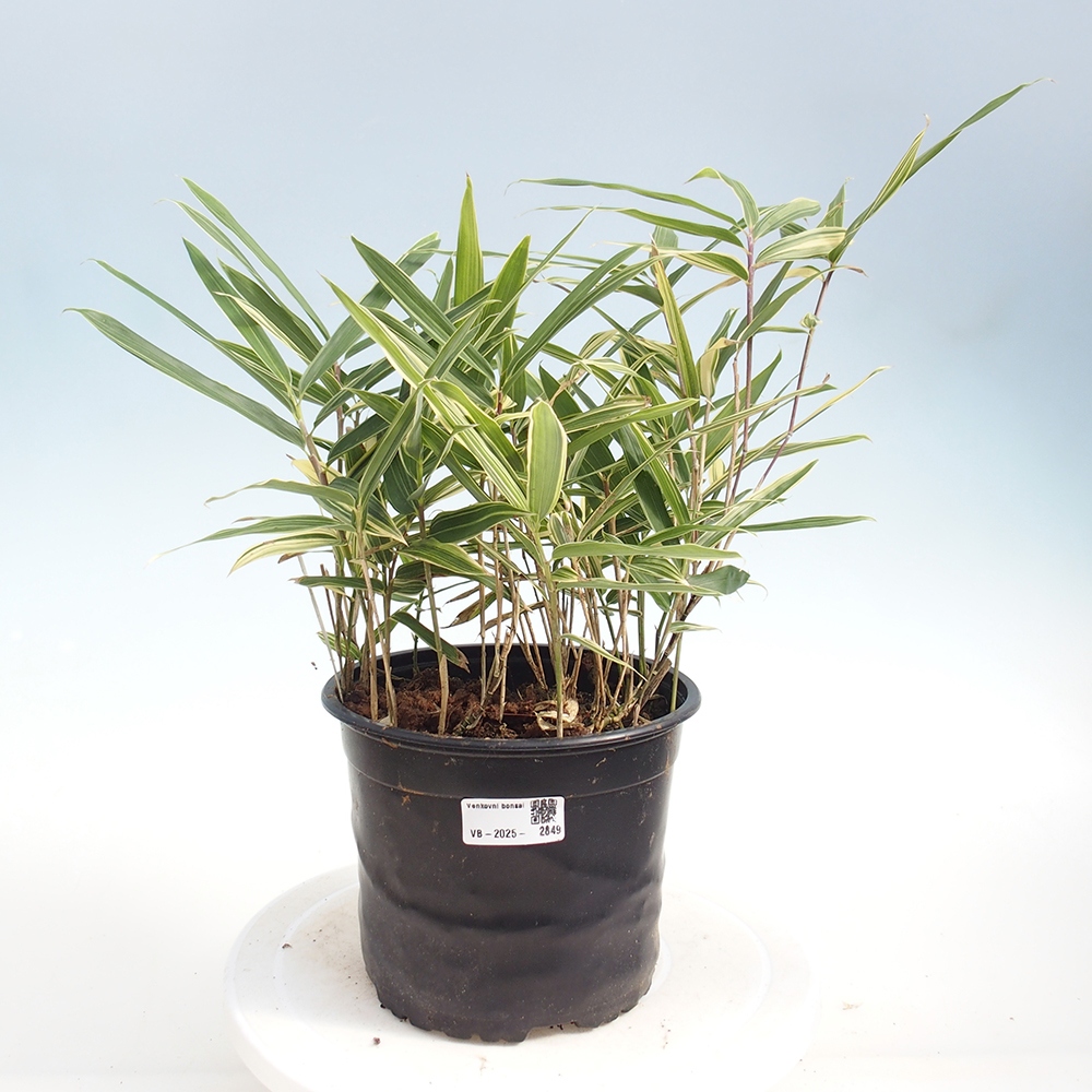 Outdoor bonsai - Sasaella masamuneana Albostriata - Bamboo