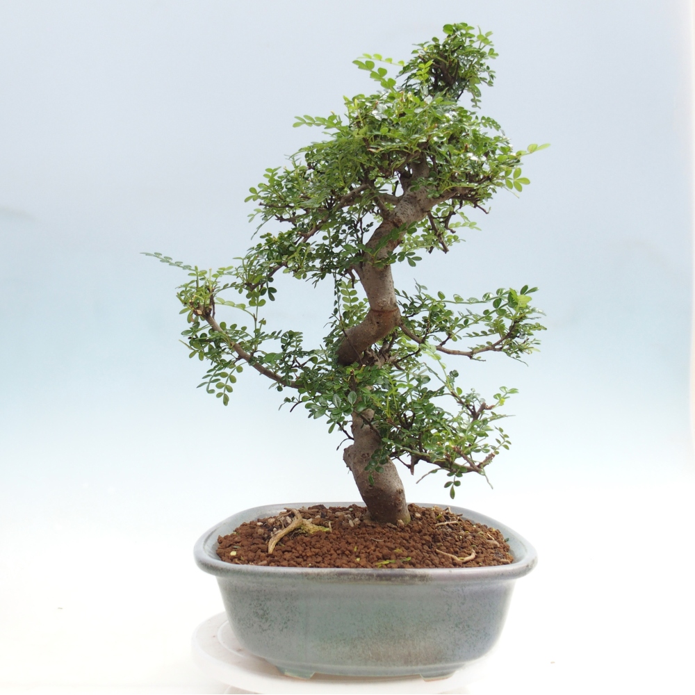 Room bonsai - Zantoxylum piperitum - pepper tree
