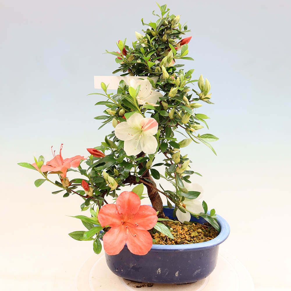 Outdoor bonsai - Japanese azalea - Azalea Asahi-no-izumi