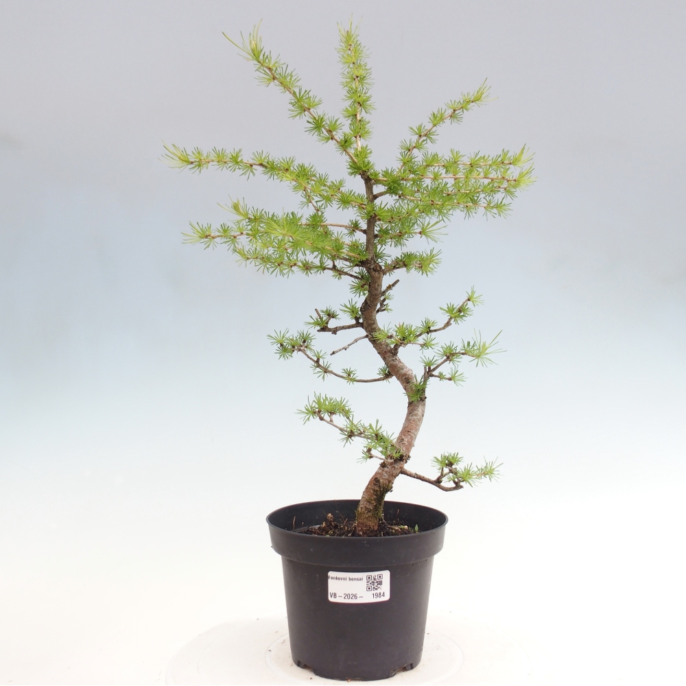 Outdoor bonsai -Larix decidua - Larch