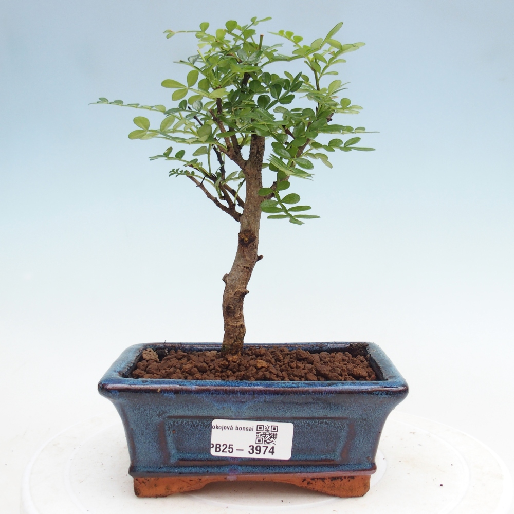Room bonsai - Zantoxylum piperitum - pepper tree