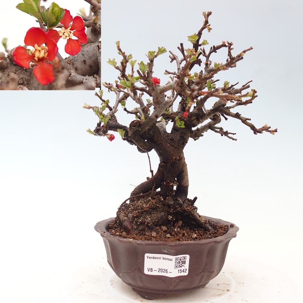 Outdoor bonsai - Chaneomeles speciosa - Quince