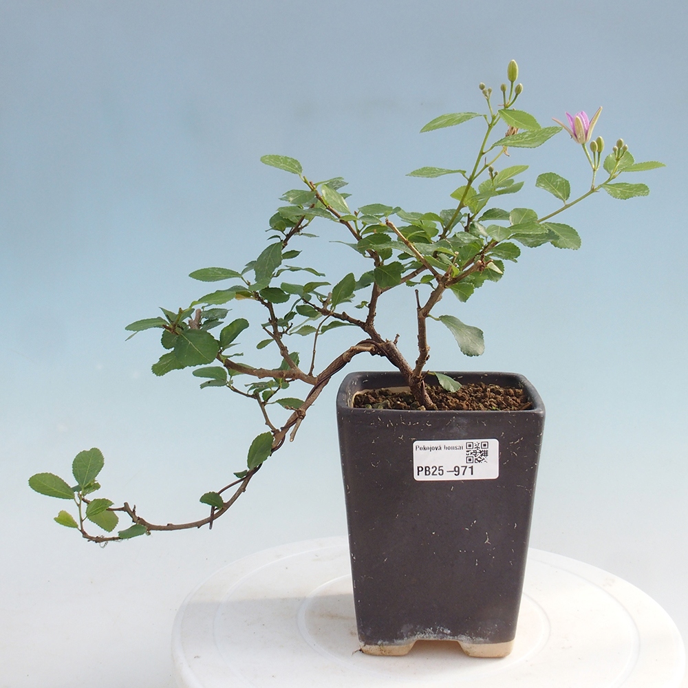 Indoor bonsai - Grewia occidentalis - Lavender star