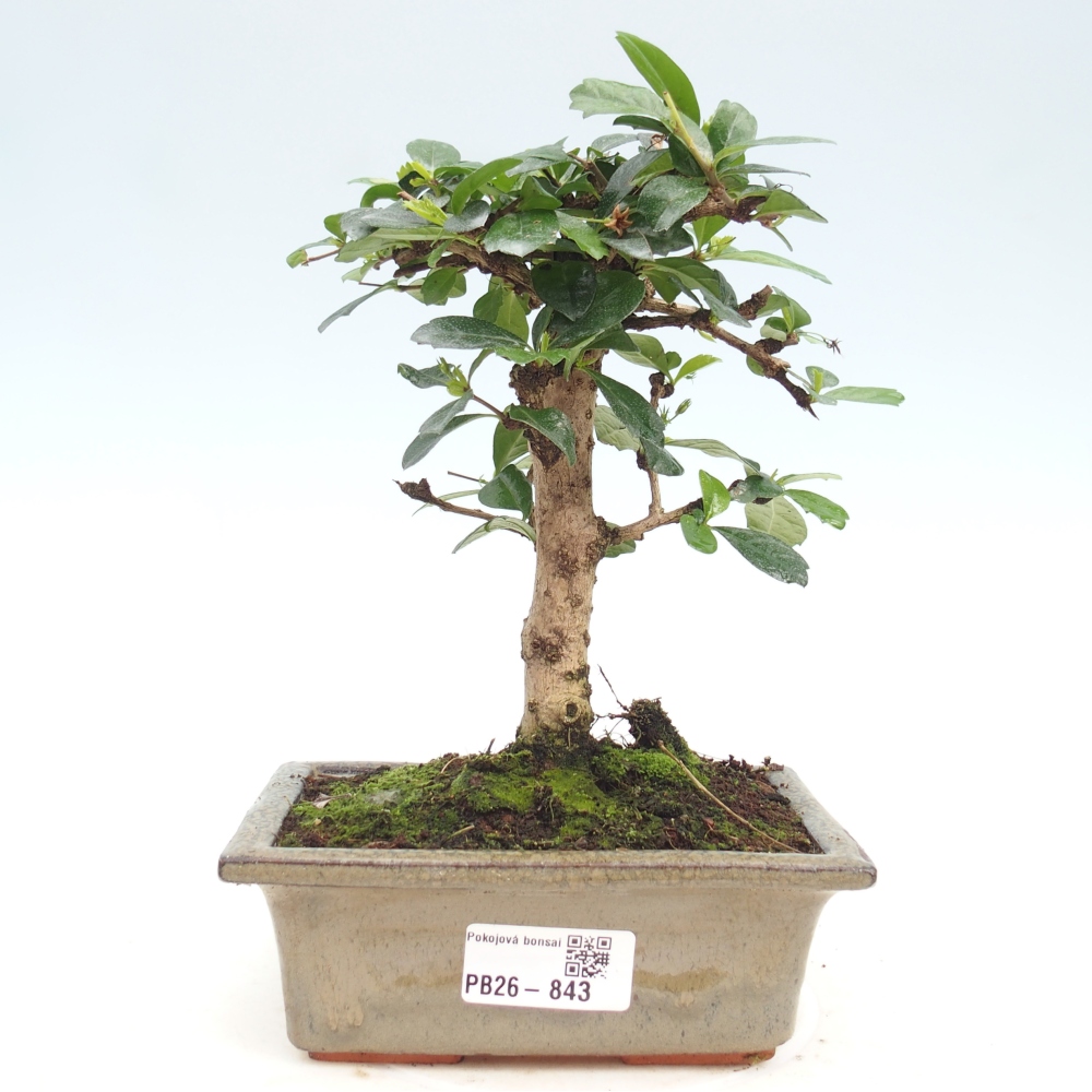 Room bonsai - Carmona macrophylla - Tea fuki