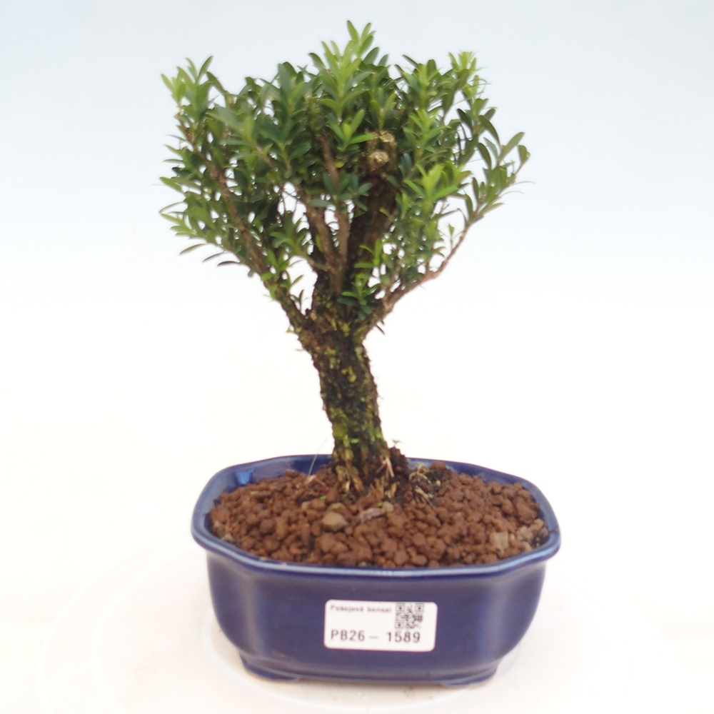 Room bonsai - Buxus harlandii - cork buxus