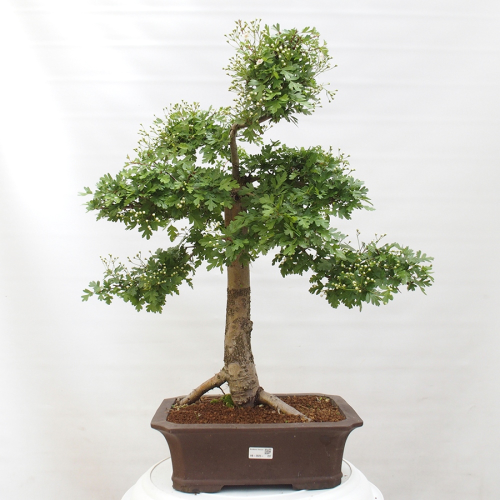 Outdoor bonsai - Hawthorn - Crataegus monogyna