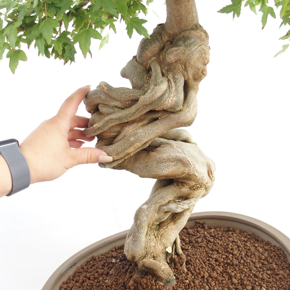 Outdoor bonsai - Maple Buergerianum - Burger Maple