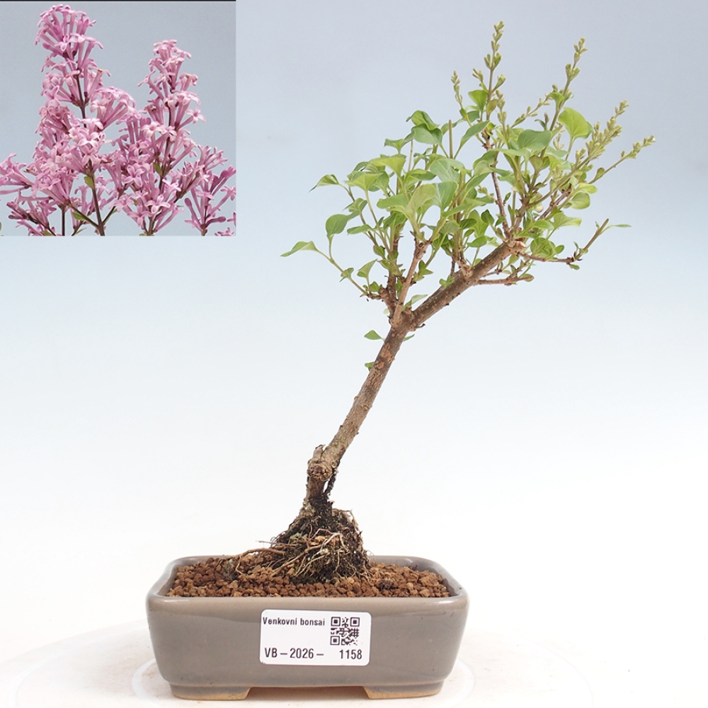 Outdoor bonsai - Syringa Meyeri Palibin - Meyer's Lilac