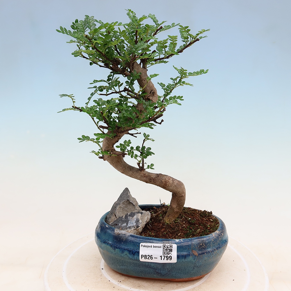 Room bonsai - Zantoxylum piperitum - pepper tree