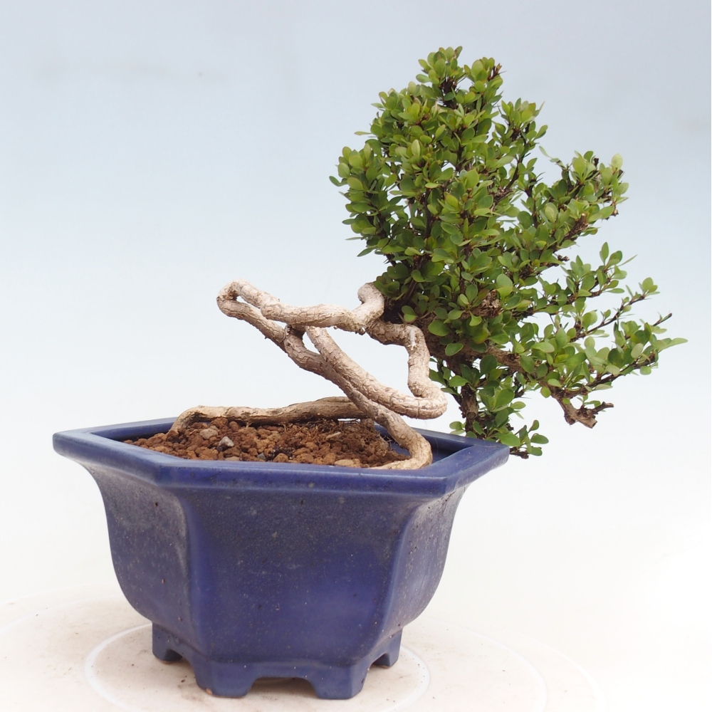 Outdoor bonsai - Berberis coreana