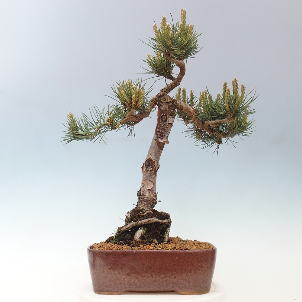 Outdoor bonsai - Pinus Sylvestris - Scots pine