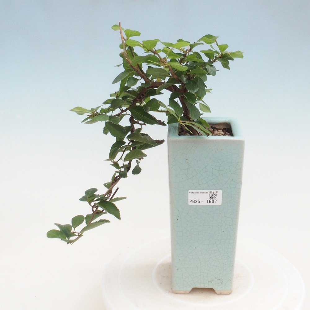 Indoor bonsai - Grewia occidentalis - Lavender star